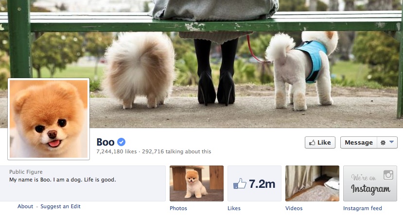 The Popularity of Boo the Dog's Facebook Page Is an Example of the Power of Customer Misuse