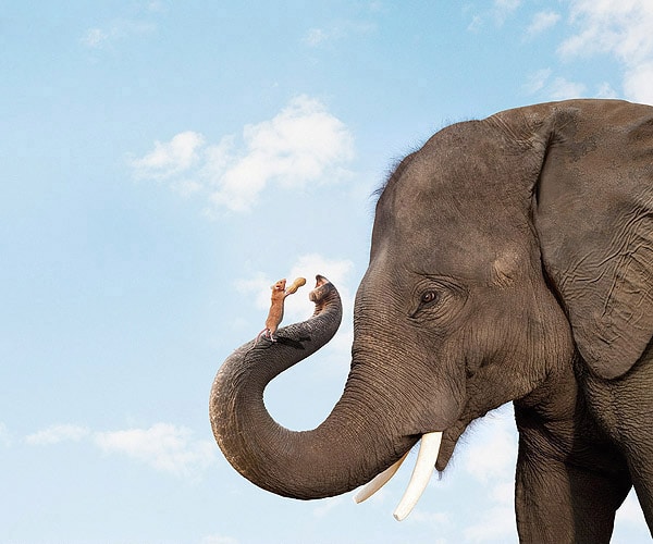 Elephant and Mouse