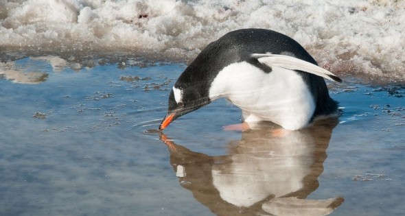 Penguin Reflection