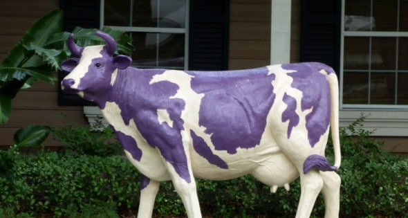 purple cow winery